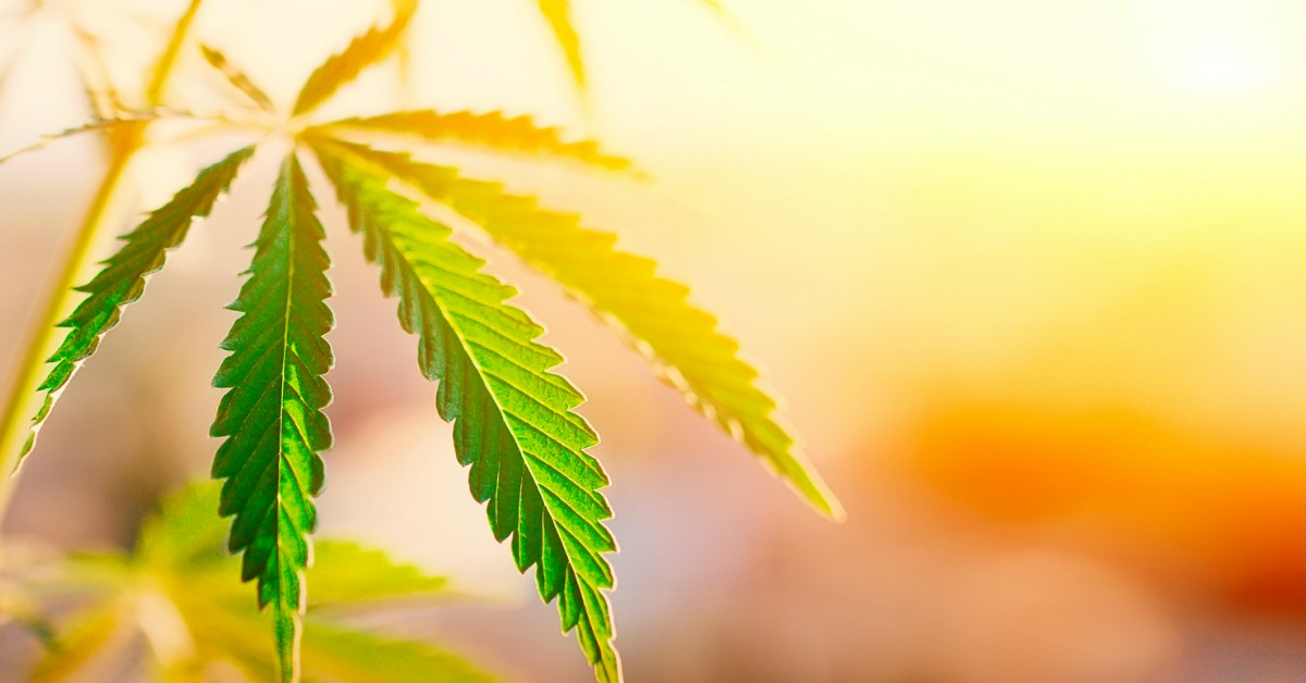 Tampa Marijuana Dispensary Review